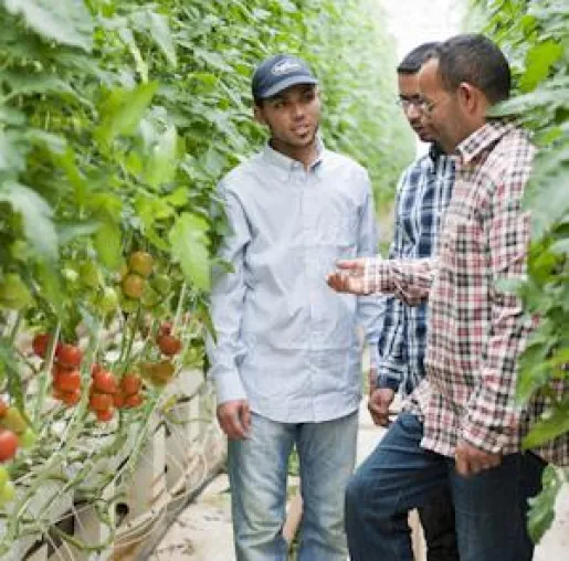 Wie eine heiße Thermalquelle, fleißige Hummeln und Tunesiens Sonne für ein intensives Tomaten-Aroma sorgen. Bild: Wie eine heiße Thermalquelle, fleißige Hummeln und Tunesiens Sonne für ein intensives Tomaten-Aroma sorgen.