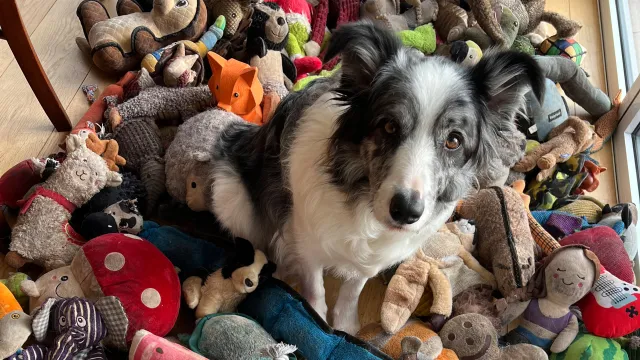 Wie einige Hunde zu „Wort-Genies“ werden Bild: Wie einige Hunde zu „Wort-Genies“ werden