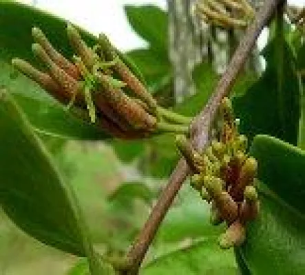 Bild: Alternative Krebstherapie gegen Tumore - Naturheilmittel gegen Krebs