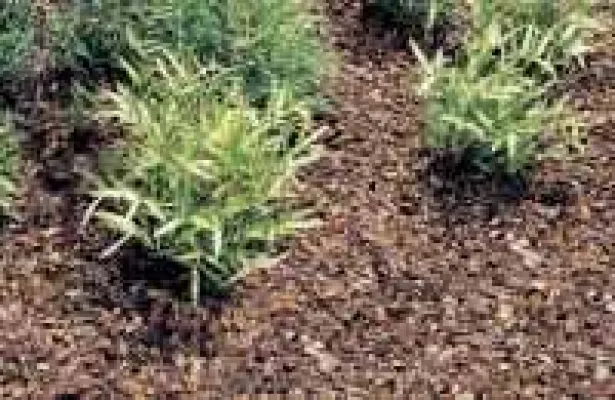 Bild: Feinster Rindenmulch schützt und ist leichter zu verarbeiten