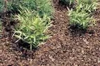 Feinster Rindenmulch schützt und ist leichter zu verarbeiten Bild: Feinster Rindenmulch schützt und ist leichter zu verarbeiten