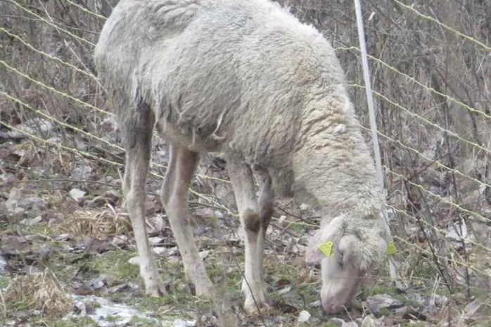 Bild: Tierschutz-Verbandsklage in Rheinland-Pfalz: Drei Tierschutzvereine erhalten die Zulassung