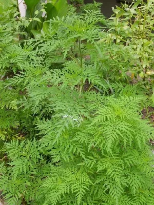 Es liegt was in der Luft: AOK Brandenburg warnt vor gesundheitlichen Beschwerden durch Ambrosia-Pollen Bild: Es liegt was in der Luft: AOK Brandenburg warnt vor gesundheitlichen Beschwerden durch Ambrosia-Pollen