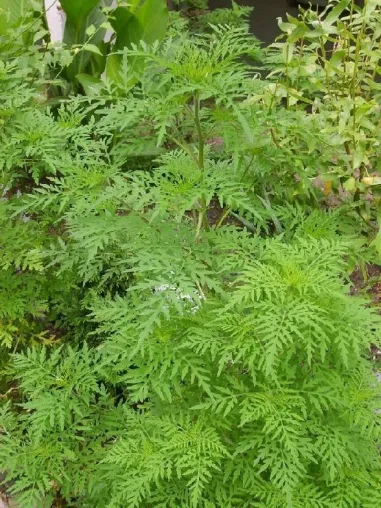 Bild: Es liegt was in der Luft: AOK Brandenburg warnt vor gesundheitlichen Beschwerden durch Ambrosia-Pollen
