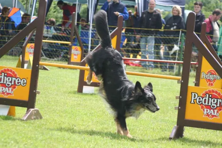 Bild: Veranstaltung Agility-Cup-Turnier Hundeverein IRJGV Emsland