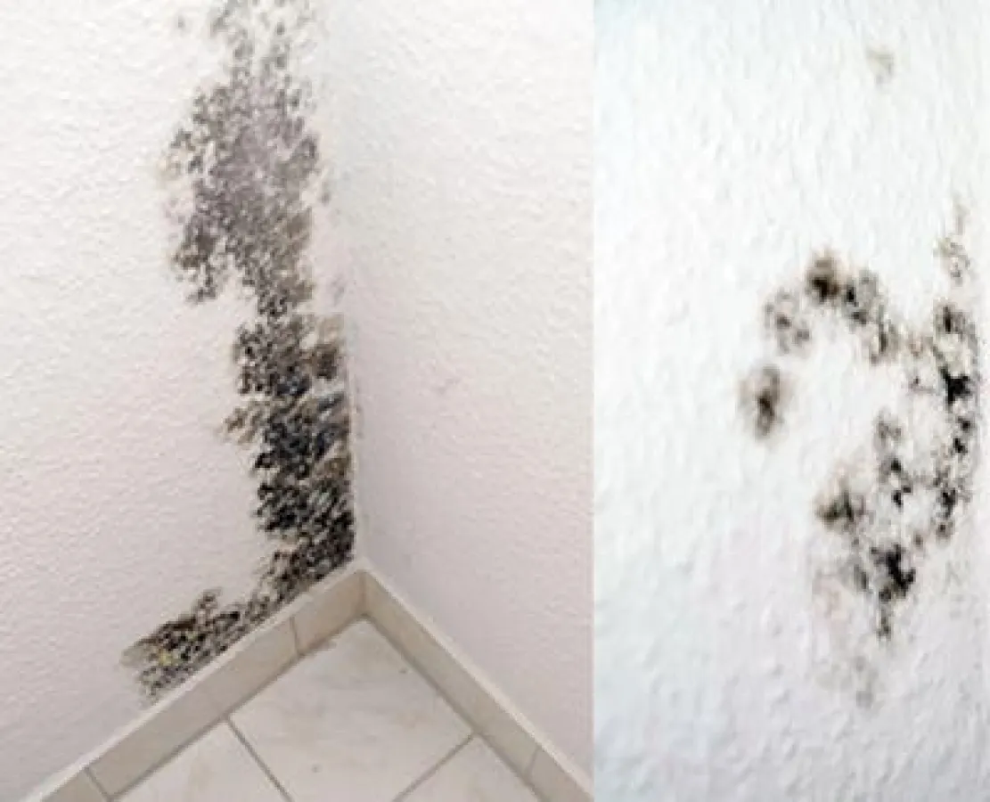 Schimmelpilze wachsen am liebsten dort, wo sich feuchte Luft an kalten Oberflächen niederschlägt.