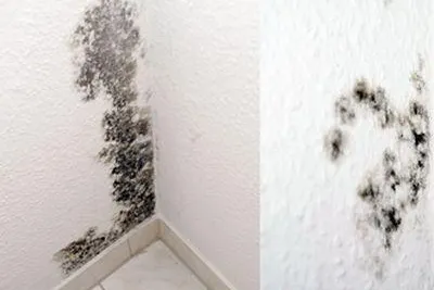 Geizen beim Heizen fördert die Schimmelbildung Bild: Geizen beim Heizen fördert die Schimmelbildung