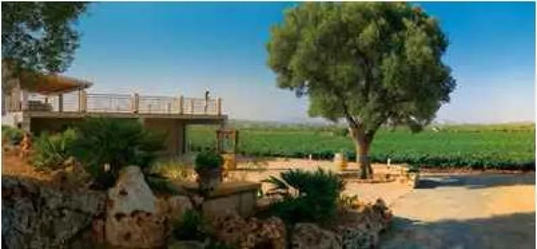 Wein Mallorca - Bodega Galmés i Ribot - Die Wiedergeburt des Weinbaus in Santa Margalida Bild: Wein Mallorca - Bodega Galmés i Ribot - Die Wiedergeburt des Weinbaus in Santa Margalida