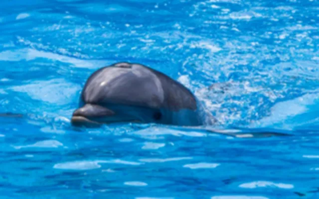 Bild: Endloses Leiden? Wie TUI weiterhin von Tierquälerei profitiert