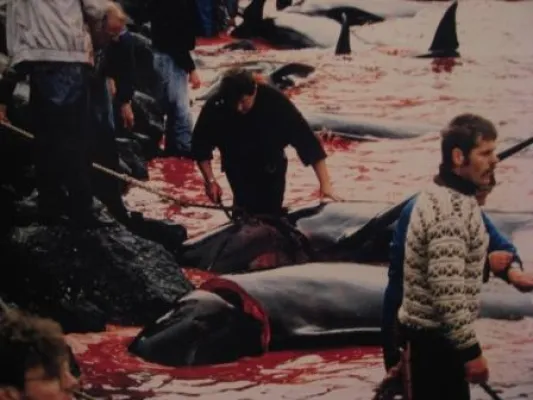 Neuseeland: Rettungsversuch für 73 gestrandete Pilotwale - Färöer-Inseln: Über 700 Pilotwale abgeschlachtet Bild: Neuseeland: Rettungsversuch für 73 gestrandete Pilotwale - Färöer-Inseln: Über 700 Pilotwale abgeschlachtet