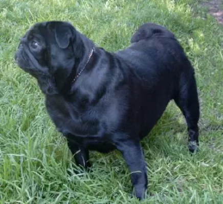 Bild: Dringende Suchmeldung - Schwarze Mopshündin Natascha aus berühmter Mopszucht verschwunden