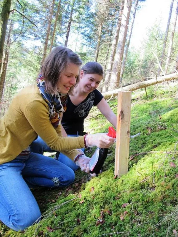 Die FÖJ-lerinnen der Burg Hornberg bei der Lockstockausbringung