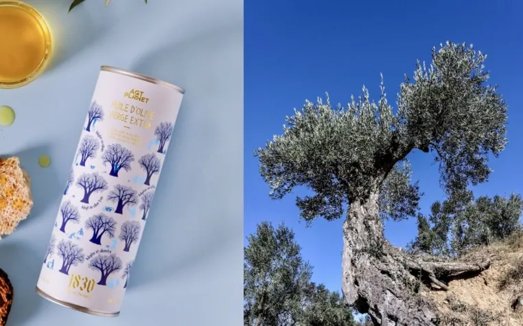 Bild: Maison Brémond 1830 rettet Olivenbäume und bringt exklusives Olivenöl aus Spanien nach Deutschland