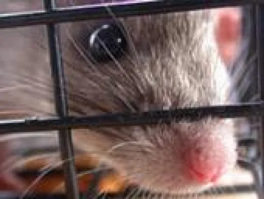 Bild: Tierversuchsrichtlinie bietet Chance für Millionen von Tieren Ärzteverein fordert Ausstieg aus dem Tierversuch