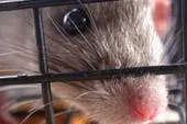 Tierversuchsrichtlinie bietet Chance für Millionen von Tieren Ärzteverein fordert Ausstieg aus dem Tierversuch Bild: Tierversuchsrichtlinie bietet Chance für Millionen von Tieren Ärzteverein fordert Ausstieg aus dem Tierversuch