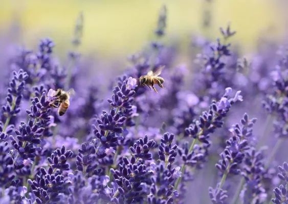 Bild: Mehr Lohn ohne mehr Arbeit - Kennen Sie das Bienenmodell?