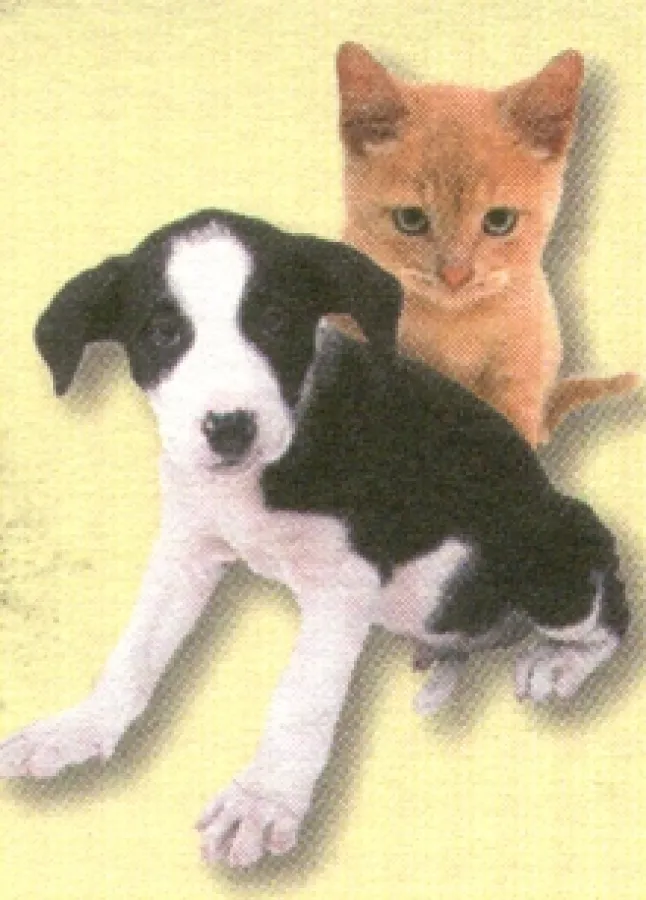 In die Abdeckerei? Das könnt Ihr uns doch (nicht) zumuten!