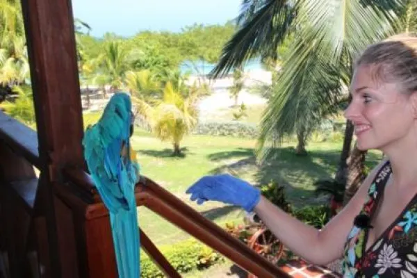 Bild: 6.Tier: Der Papagei im Mafia-Resort