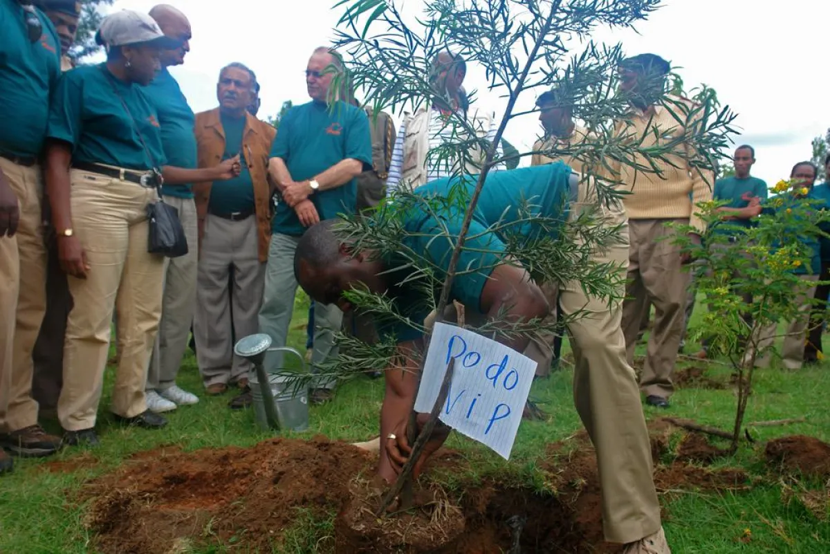 Muriithi Ndegwa, geschäftsführender Direktor des Kenya Tourist Board, beim Pflanzen eines Baumes im Mau Forest