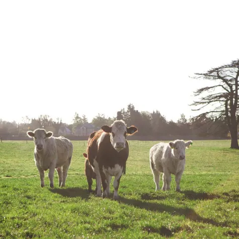 Bild: Neues Herkunftsland: Irland ergänzt Steak-Angebot von Rodeo Ranch Quality
