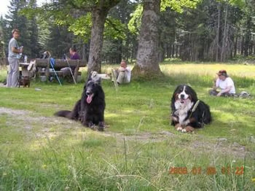 Urlaub mit Hund