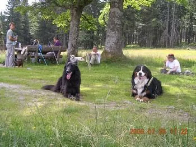 Hunde Training im Urlaub - den Jagdtrieb des Hundes umleiten Bild: Hunde Training im Urlaub - den Jagdtrieb des Hundes umleiten