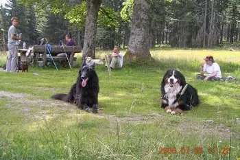 Hunde Training im Urlaub - den Jagdtrieb des Hundes umleiten Bild: Hunde Training im Urlaub - den Jagdtrieb des Hundes umleiten