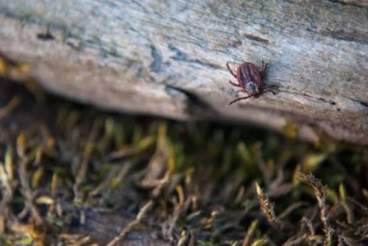 Zecken halten sich meist im Unterholz, in Büschen und Gräsern auf