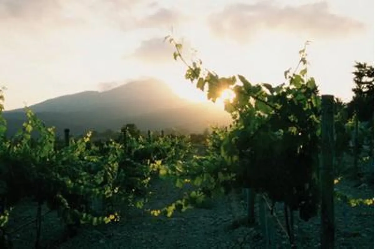 Wein Mallorca - Bodega Son Puig