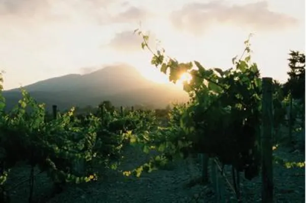 Bild: Wein Mallorca - Bodega Son Puig - Familienvorhaben Wein