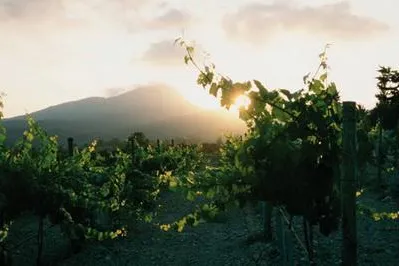 Bild: Wein Mallorca - Bodega Son Puig - Familienvorhaben Wein