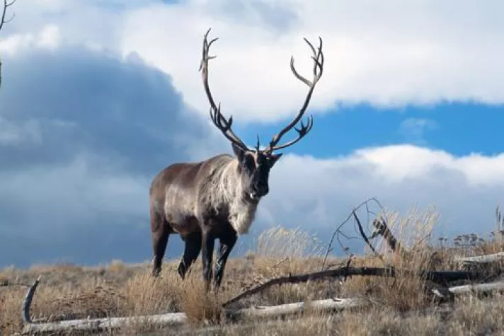 Individuelle Führungen durch Yukon und Alaska Bild: Individuelle Führungen durch Yukon und Alaska