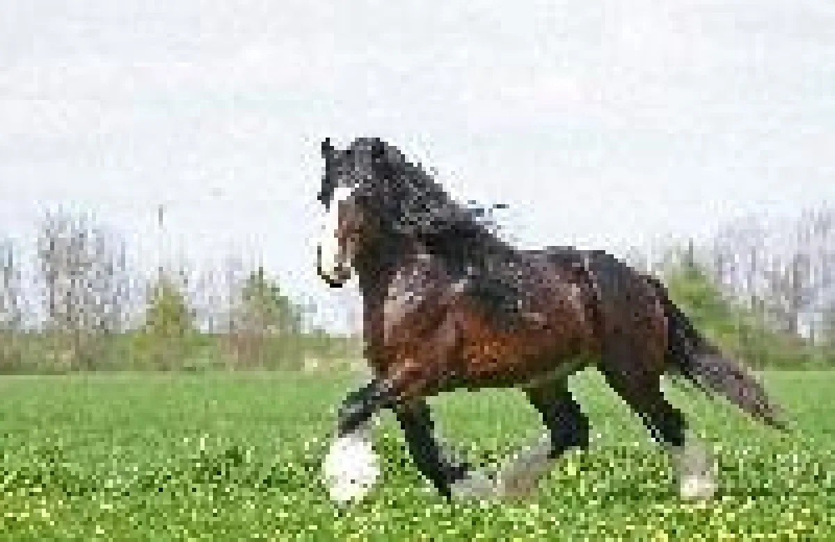 Der Shire Hengst Frettholt´s Uncle Sam: Da bleibt nur staunen.