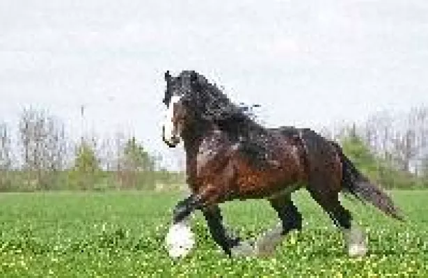 Bild: Faszination Shire Horses – Die Gentle Giants überzeugen durch Anmut und Kraft