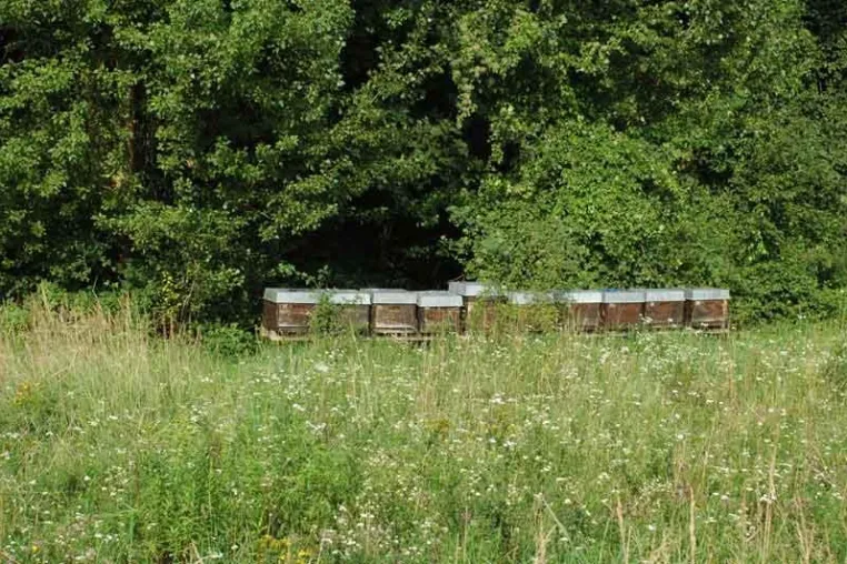 Bild: Badische Imker verzeichnen ein massives Bienensterben nach der Maisaussaat
