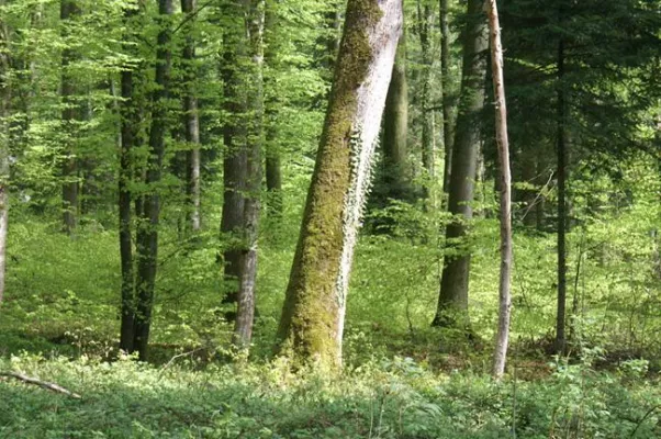 Bild: Aufbruch für den Wald - FSC Arbeitsgruppe Deutschland unterstützt Waldgesetz-Entwurf