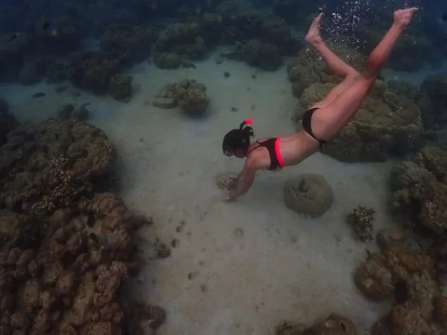 Bild: Palau Pacific Resort führt Riesenmuschel-Pflanzprogramm ein