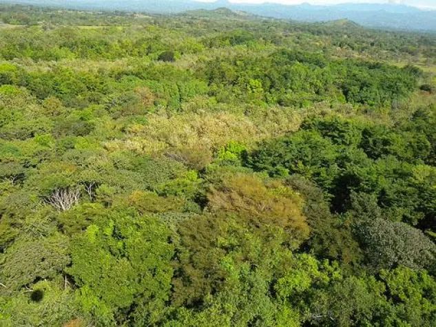 Bild: Baumvideo erklärt ForestFinance-Mischwaldkonzept, von Aufzucht bis Ernte.
