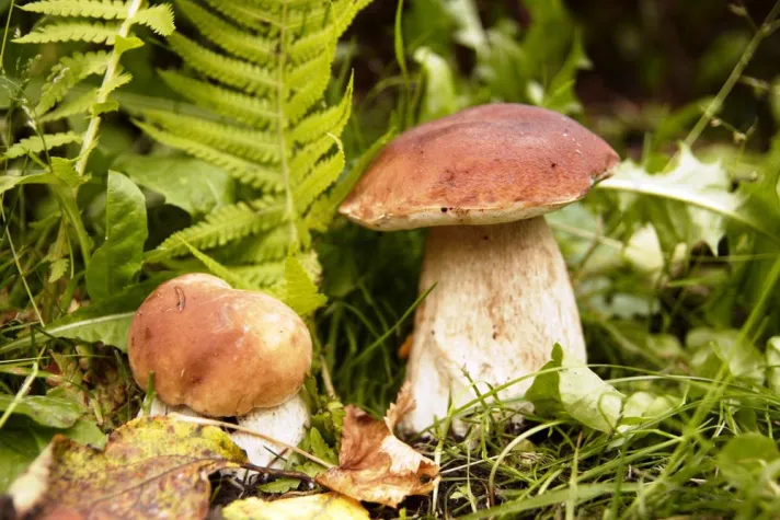 Vom Schwammerl zum Schmankerl im Forsthofgut: Das Naturbuffet zum selbst sammeln mit Seniorchef Rupert Schmuck Bild: Vom Schwammerl zum Schmankerl im Forsthofgut: Das Naturbuffet zum selbst sammeln mit Seniorchef Rupert Schmuck