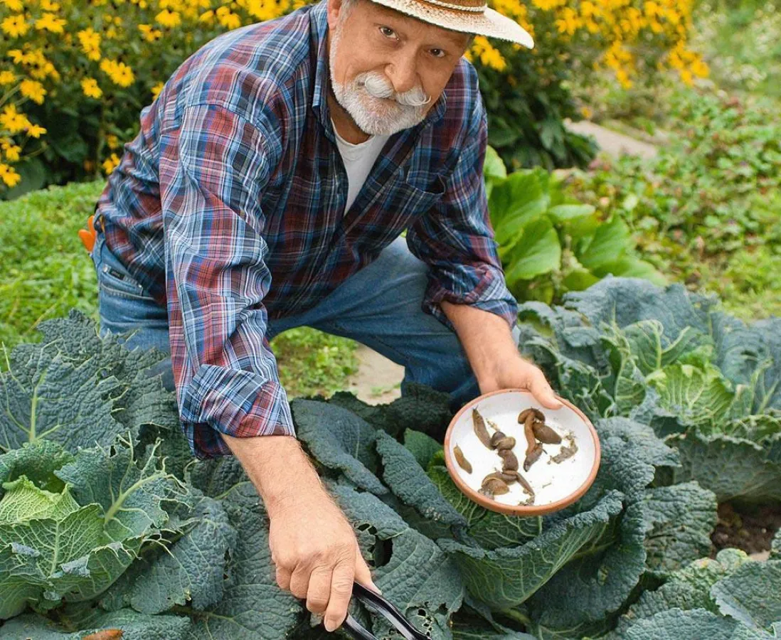 Das Absammeln von Schnecken gehört zu den weniger schönen Gartenarbeiten. Foto: praxis press/immowelt.de