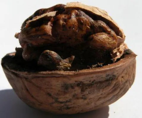 Bild: Weniger Stress durch Walnüsse