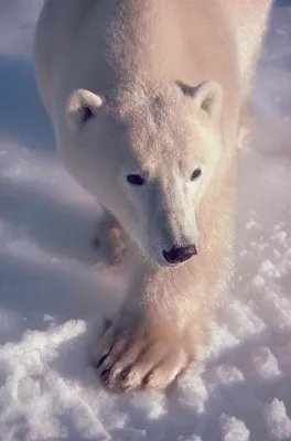 Bild: Eisbären-Marathon in Churchill geht in die dritte Runde