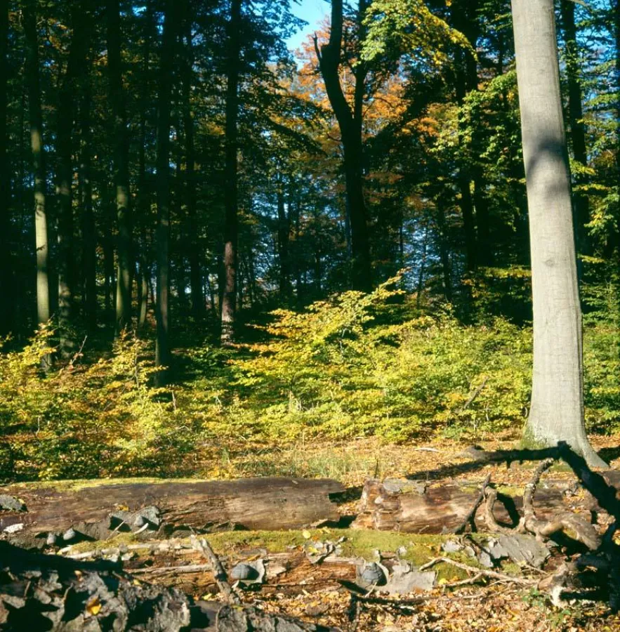 Naturnaher Buchenwald