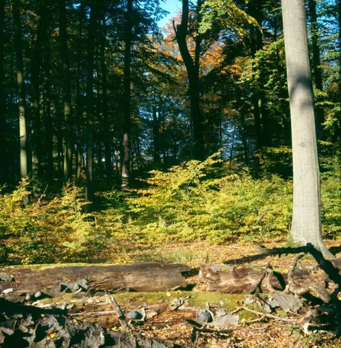 Bild: Nationalpark tut dem Klima gut