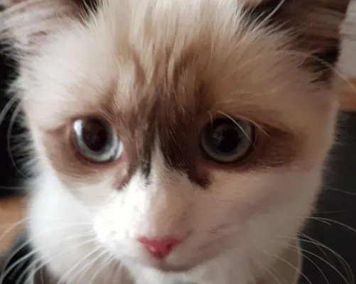 Bild: Ragdoll - die Katze für alle Fälle