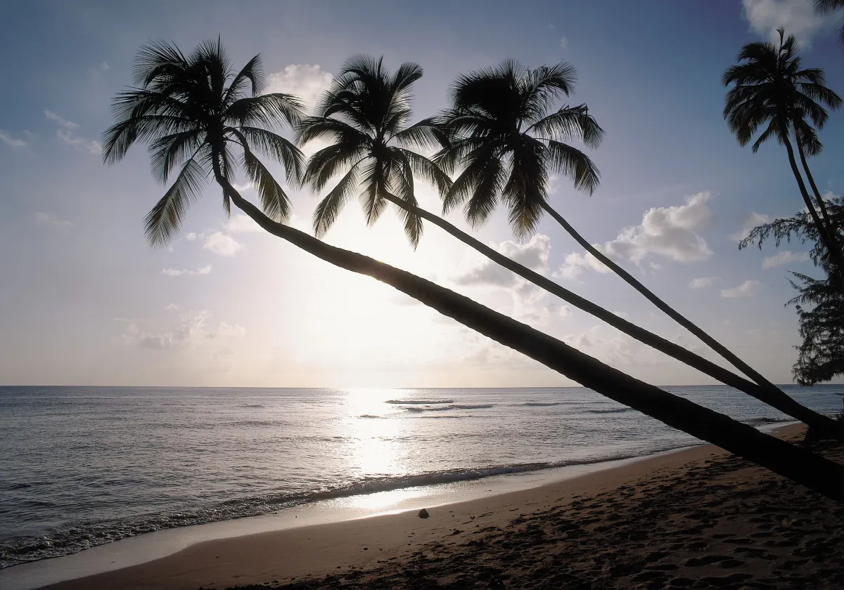 Strand mit Palme (© GVI)