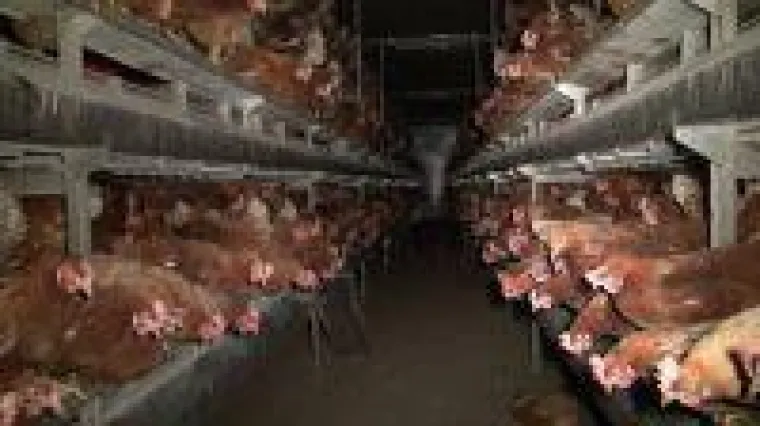 Tierschützer verkleidet als Huhn macht Eier-Umfrage in Berlin Bild: Tierschützer verkleidet als Huhn macht Eier-Umfrage in Berlin