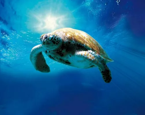 Bild: Tortuga - Die unglaubliche Reise der Meeresschildkröte ist Kinderfilm des Monats März