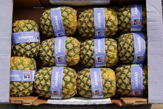 Innovativ und umweltschonend: Kronenlose Bio-Ananas von Nature & More Bild: Innovativ und umweltschonend: Kronenlose Bio-Ananas von Nature & More