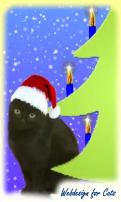 Bild: IT-Dienstleister ist Christkind für Katzen in Not